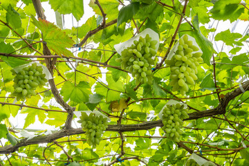山梨県勝沼　ピッテロビアンコのぶどう棚