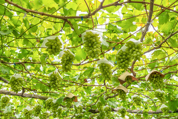 山梨県勝沼　ピッテロビアンコのぶどう棚