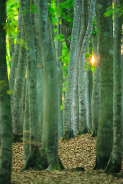 朝日の木もれ日と新緑のブナ林, 十日町市,新潟県