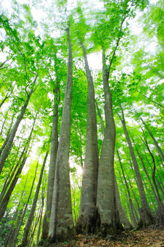 風に揺れる新緑のブナ林と木もれ日, 十日町市,新潟県