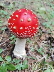 red fly agaric