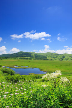 八島ヶ池とシシウドなどの花と霧ヶ峰, 八島ヶ原湿原,下諏訪町,長野県