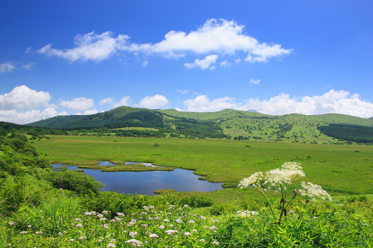 八島ヶ池とシシウドなどの花と霧ヶ峰, 八島ヶ原湿原,下諏訪町,長野県