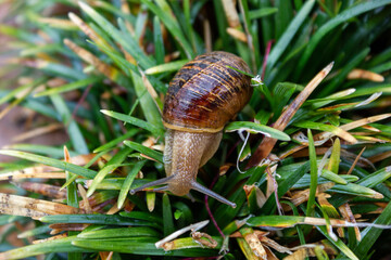 Snail foraging on a grass leaf