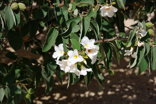 White blossoms of an Anacahuita Mexican Texas wild olive tree Cordia boissieri