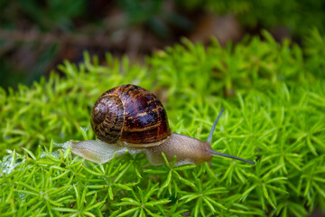 Snail on a green spiked leaf plant