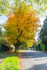 Autumn Burien Street 12