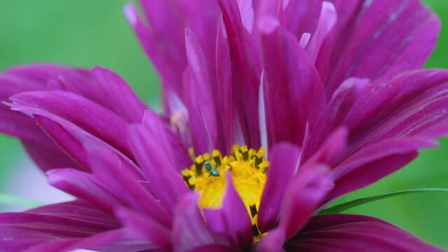 Summer beautiful flower