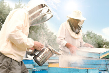 Beekeepers in uniform harvesting honey at apiary