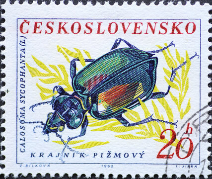 Czechoslovakia Circa 1962 : A postage stamp printed in Czechoslovakia showing a European Calosoma Beetle (Calosoma sycophanta)