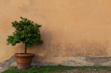 Old stucco wall with stains and different form cracks. Beautiful green tree in a pot near it. Lovely background or template, mockup.