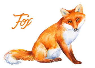 Obraz premium Watercolor fox isolated on white background, cute animal
