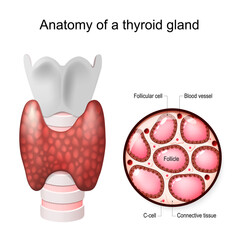 Anatomy of a thyroid gland.