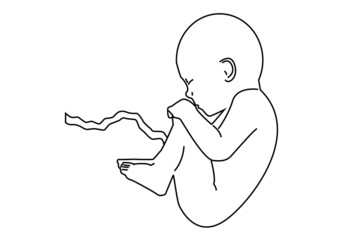 Feto con el cordón umbilical en trazo negro sobre fondo blanco