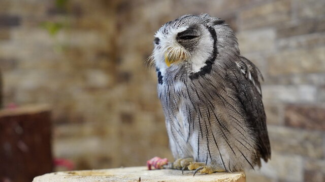 アフリカオオコノハズク の画像 347 件の Stock 写真 ベクターおよびビデオ Adobe Stock