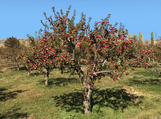 Fototapeta na wymiar A tree of Amasya, a local apple (Malus domestica) variety which is native to Amasya province of Turkey.