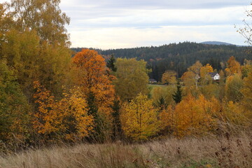 Fototapeta premium autumn landscape with colored trees