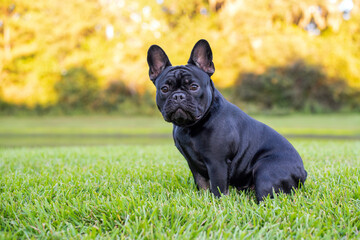 Black French Bulldog resting on grass at a park. Purebred Frenchie outdoors on a sunny afternoon. Dog enjoying outside.   