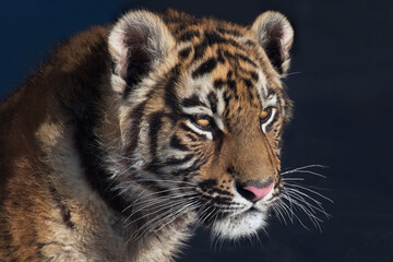 Portrait of a young tiger with snow on the fur.