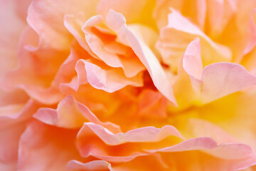 Fototapeta na wymiar Petals of a orange rose, close-up. Orange floral background