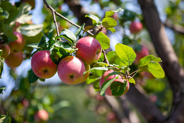 Ripe red apples on a tree branch in the garden. Harvest apples.