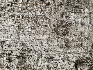 Seamless bark Color: gray, white, black Has a rough texture, suitable for use as a background. And the wallpaper has a blank space for writing messages.