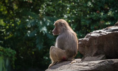 A macaque monkey closeup in a zoo in neunkirchen, copy space