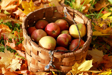 A beautiful autumn sunny day. Golden leaves sparkle. The harvest of juicy ripe apples beckons.