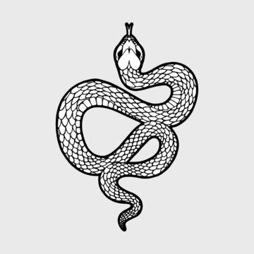 recommend clip art: Snake outline Detailed hand drawn illustration magic snake Sketch reptile tattoo template Animal world Logo Dangerous snake Vector isolated vintage retro illustration