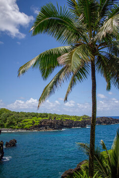 palm trees on the beach