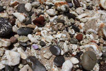 shells and pebbles on the beach
