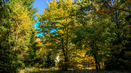 Obraz premium autumn season in the mountain forest