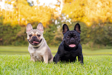 Black and tan French Bulldogs resting on grass at a park. Purebred Frenchies outdoors on a sunny...