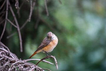The common redstart female, Phoenicurus phoenicurus, is photographed in close-up sitting on a branch against a blurred background.