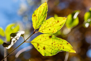 autumn leaves in the forest