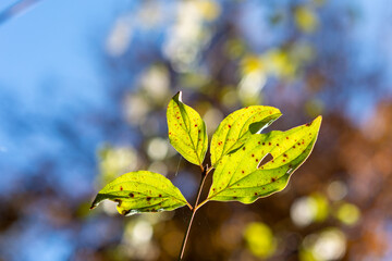 autumn leaves in the forest