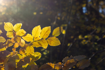autumn leaves in the forest