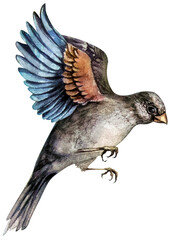 A flying sparrow. Watercolor illustration