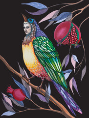 Artistic illustration with a bird with a woman's face. Exotic Botanical illustration with the branches of a pomegranate. A beautiful painting with colorful feathers.