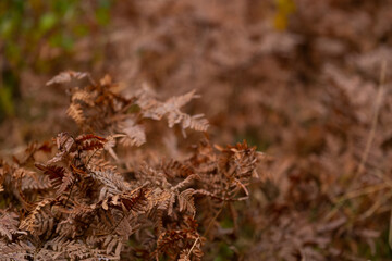 Dry Fern leaf in the autumn forest