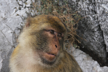 Gibraltar macaque (Macaca sylvanus) perched on a rock.