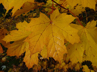 Wet maple leaves on a rainy autumn morning.