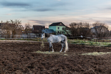 Excellent horse for a walk on a sunny autumn day, dappled horse