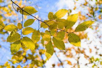 autumn hornbeam leaves