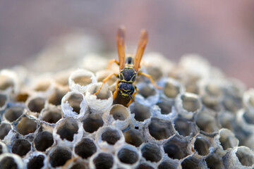 european wasp