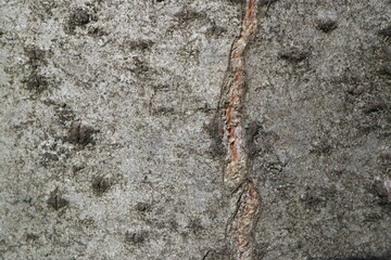 tree bark. background. macro.