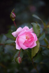 薔薇
