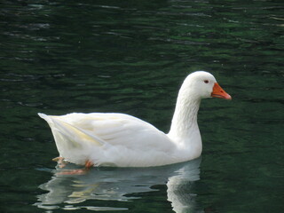 White duck swimming in the lake
