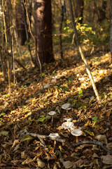Obraz na płótnie Canvas inedible mushrooms in the autumn forest