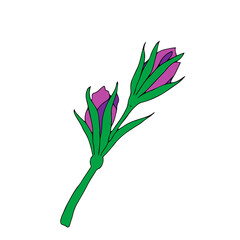 Black Vector illustration of two purple bellflower buds with green leaves isolated on a white background